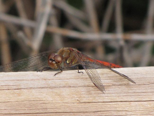 Libellula - Sympetrum striolatum (maschio)